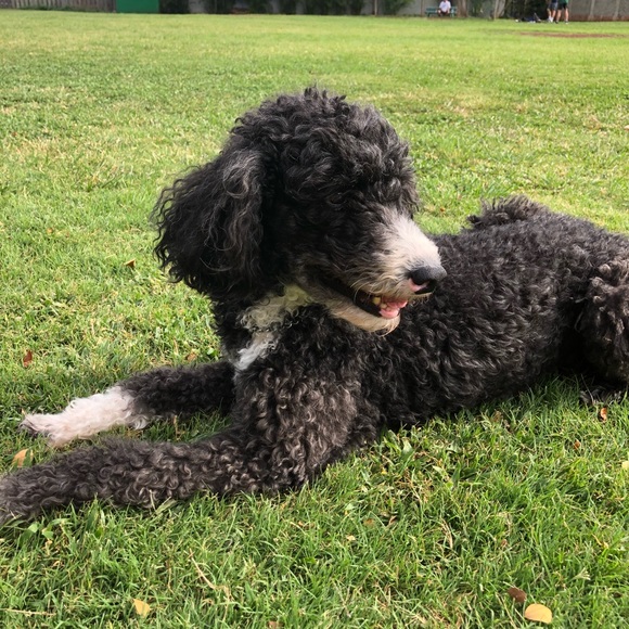 Meet your Posher, Chelsea - Picture 1 of 1